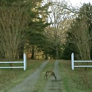 Meet your Posher, Carolyn